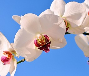 双流正规助孕捐卵机构，附正规捐卵机构报名表！
